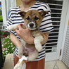 緊急募集！！生後２カ月位の兄妹子犬です サムネイル4