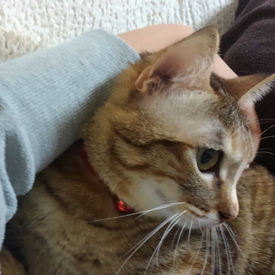 なごのカバー写真