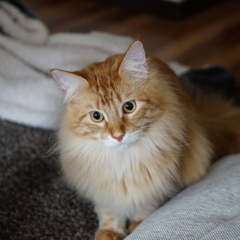 メインのカバー写真