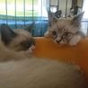 シャムmixの子猫ちゃん シャム美 サムネイル3