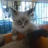 シャムmixの子猫ちゃん シャム美 サムネイル4