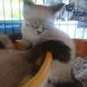 シャムmixの子猫ちゃん シャム美 サムネイル5