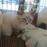 シャムmixの子猫ちゃん シャム美 サムネイル6