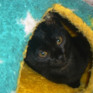 活発で人懐こい、クロ系の子猫ちゃん♪