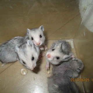 生後１ヶ月のゴールデンハムスター