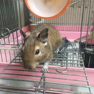 デグーマウスの里親募集