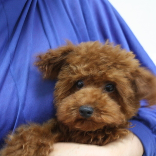 大ちゃんの里親募集します