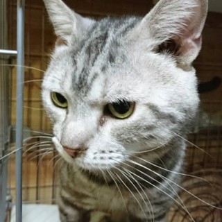 アメリカンショートヘアの寛(ひろ)くん