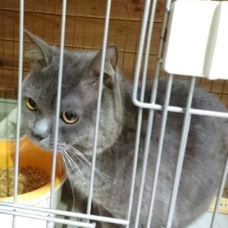 マンチカンの公(こう)くん