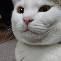 マオちゃん