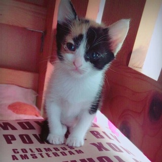 ５月５日生まれの子猫です！