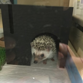 ハリネズミ♀譲ります