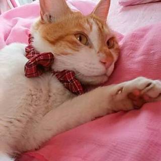 デレデレりんちゃん♡2歳の女の子です！