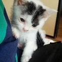 可愛い子猫の里親募集中！