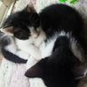 可愛い子猫の里親募集中！ サムネイル2