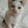 可愛い子猫の里親募集中！ サムネイル3