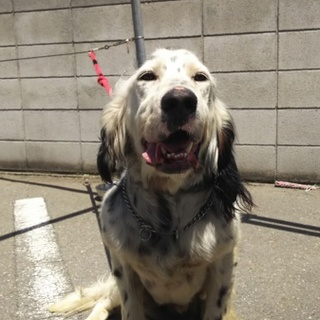 優しくて力持ち侍風のセッター君