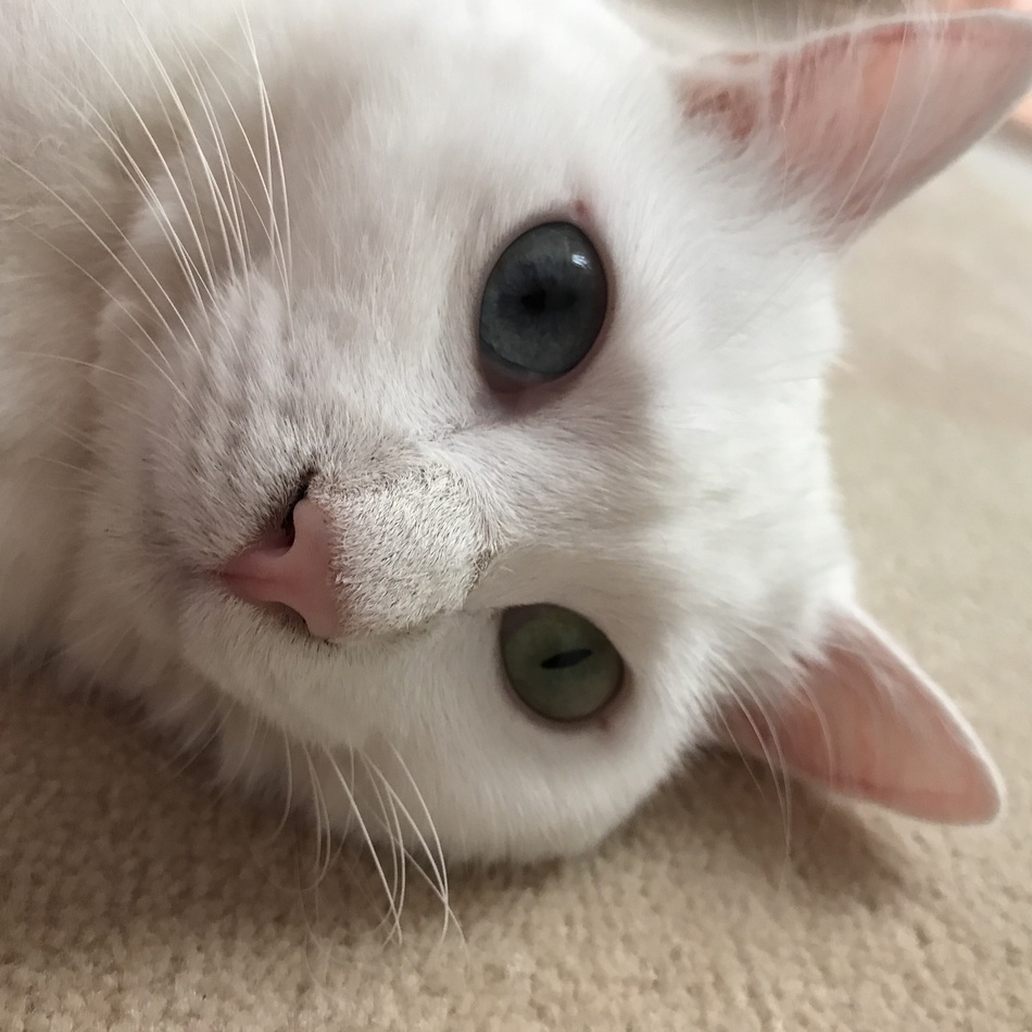 ミーシャのカバー写真