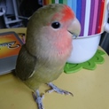 コザクラインコ 大切に育ててくださる方