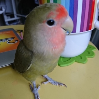 コザクラインコ 大切に育ててくださる方