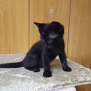 この子を新しい家族に迎えて下さい