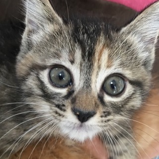 里親決定。母乳育ちキジ猫ココちゃん。