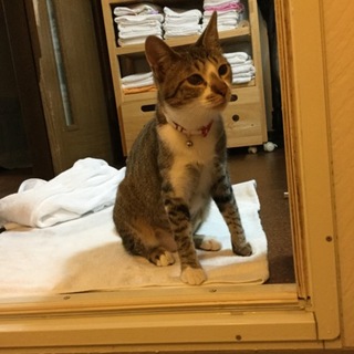 人馴れ120% 甘えん坊ちゃん