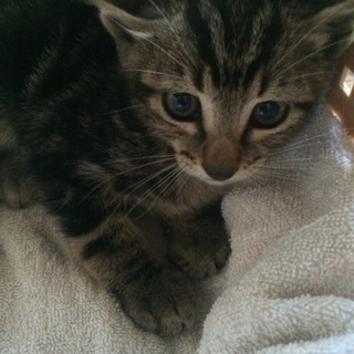 応募中断トライアル中！生後1カ月半位 トラ 男の子