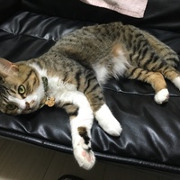 もち