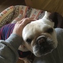 保護犬フレンチブルドッグ