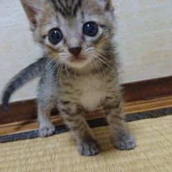 三重県津市　６月１８日（日）子猫の譲渡会