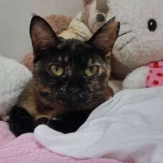 興奮するとお鼻の穴が開きますなつめちゃん