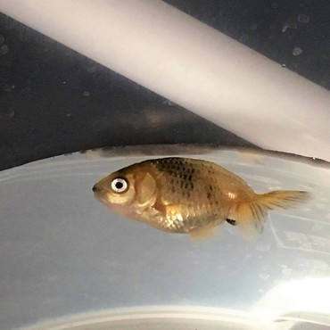 5月16日　転覆してしまった日(´；ω；`)ｳｩｩ