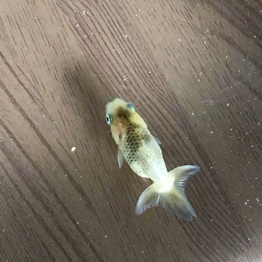 翌日5月17日沈めるようになりました☆彡