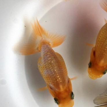 6月こんなに立派になりました。鹿の子柄なるかも！？