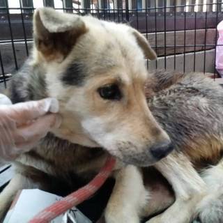 この子を助けてください。