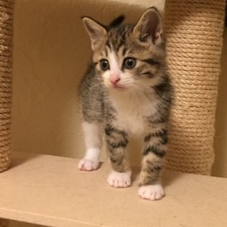 推定5月1日生まれのキジ白「弓ちゃん」