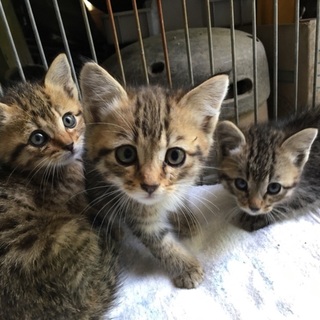 ヒョウ柄♂３兄弟　生後２ヶ月