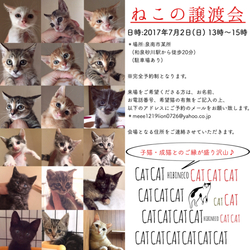 《ねこの譲渡会at泉南市》