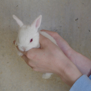 ミニウサギの赤ちゃん