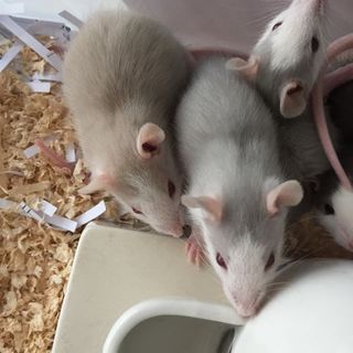 【一時停止中】生後4週ファンシーラット