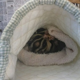 袋モモンガ里親募集です（募集停止中）