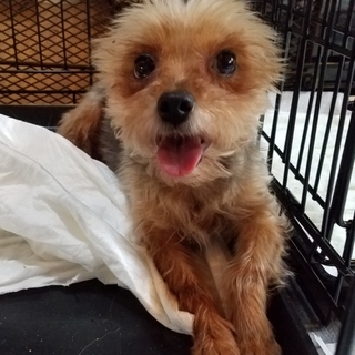 ブリーダー放棄のヨークシャー女の子に幸せな家庭を！