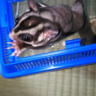 男の子のモモンガです！！