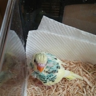 ありがとうございました