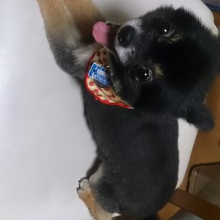 新しい家族探しています。