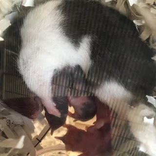 パンダ柄・クロクマ