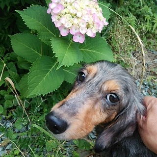 里親様が決まりました。ありがとうございます。