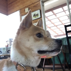 セブンデイズ譲渡相談会