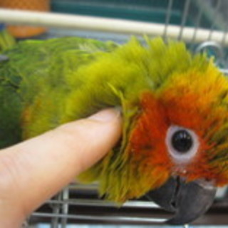 ベタ慣れコガネメキシコインコ中雛里親さん募集中☆